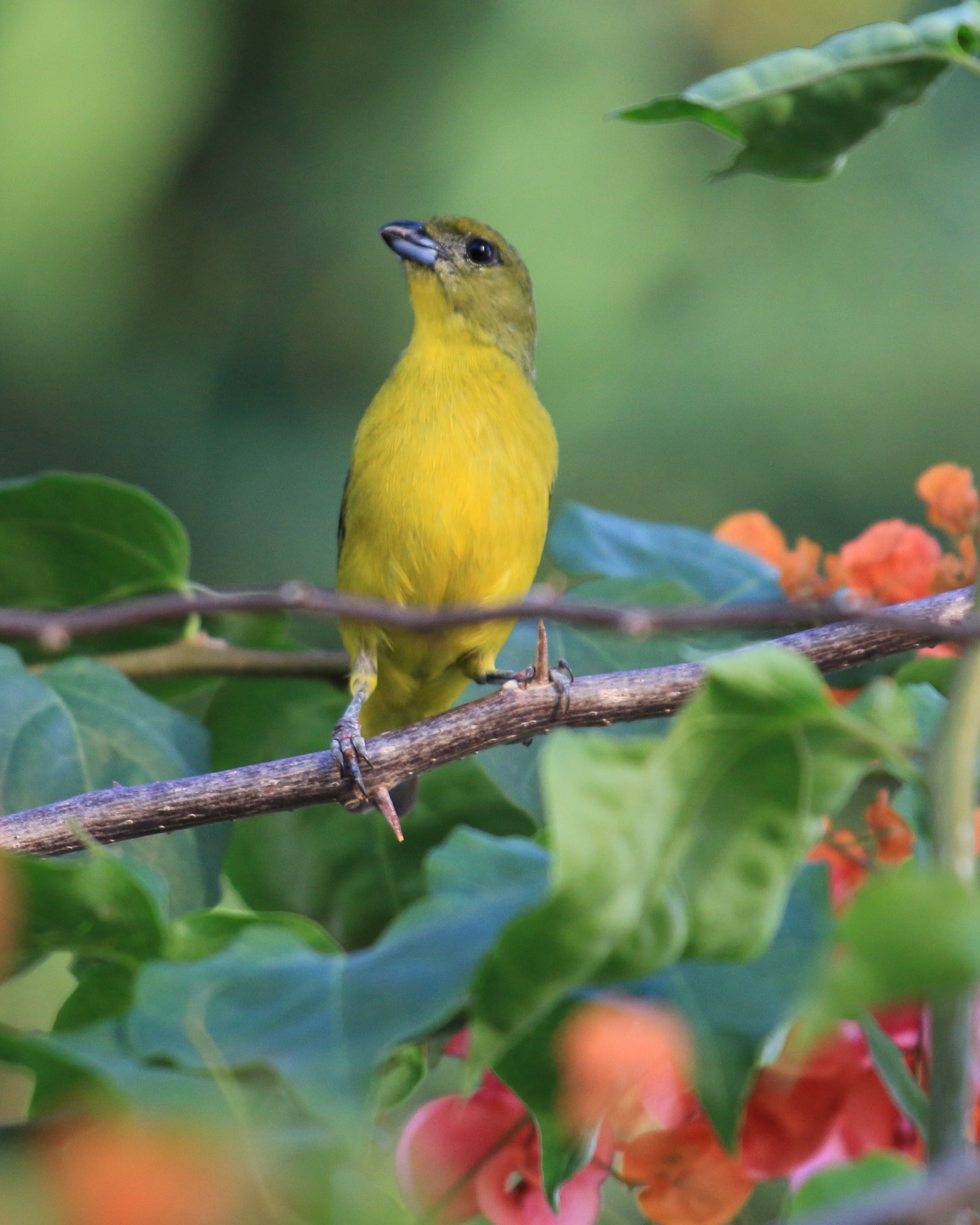 Costa Rica